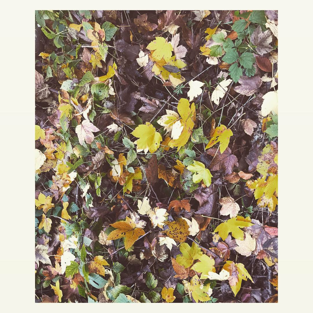 Step into Fall